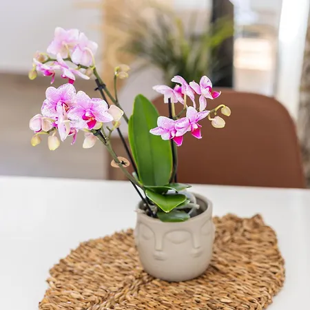 Romantic View Appartement *